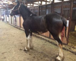 Pferd Country Lane Patsy (Clydesdale, 2014, von Armageddon's Lord Leviticus)