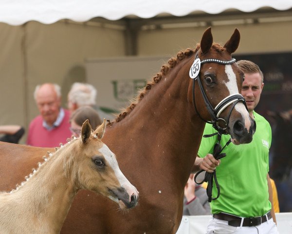 Zuchtstute Golden Dancing (Deutsches Reitpony, 2003, von Golden Dancer)