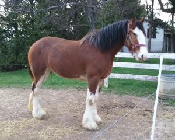 horse Coughlin's Sarah Kerra Duke (Clydesdale, 2014, from Coughlin's Duke)