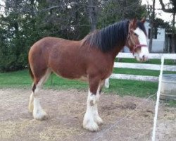 Pferd Coughlin's Sarah Kerra Duke (Clydesdale, 2014, von Coughlin's Duke)