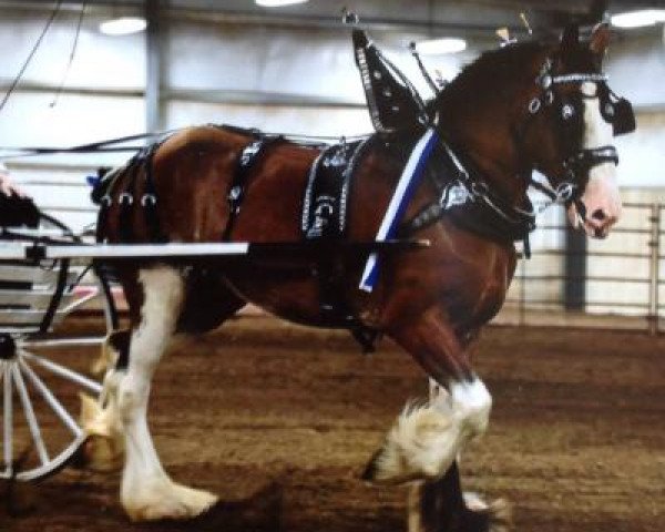 Pferd Coughlin's Jozee Lady May Duke (Clydesdale, 2013, von Coughlin's Duke)