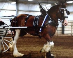 horse Coughlin's Jozee Lady May Duke (Clydesdale, 2013, from Coughlin's Duke)