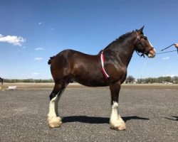 Pferd Coughlin's Bud Shadrack Sensational (Clydesdale, 2009, von Armageddon's Lord Shadrach)