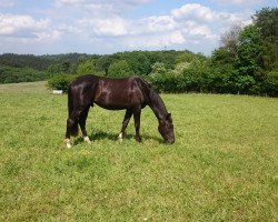 dressage horse Kasimir 201 (Trakehner, 2013, from Hancock)