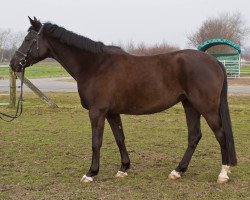 horse Katania V (Trakehner, 2003, from Kronjuwel)