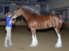 broodmare Coughlin's Niki Phoenix Plunton (Clydesdale, 2009, from S B H Phoenix)