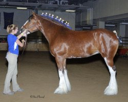 Zuchtstute Coughlin's Niki Phoenix Plunton (Clydesdale, 2009, von S B H Phoenix)