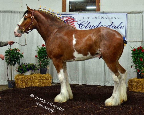 horse Coughlin's Luke Fusilier (Clydesdale, 2010, from Coughlin's Duke)