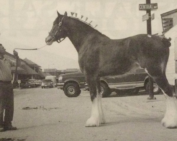 horse Cornergrove Inspectress Jenna (Clydesdale, 1994, from Inspector Floss)