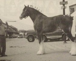 Pferd Cornergrove Inspectress Jenna (Clydesdale, 1994, von Inspector Floss)