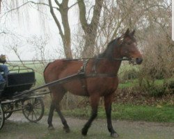 Pferd Talentmädel (Belgisches Warmblut, 2011)