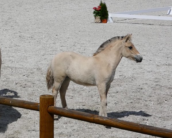 Zuchtstute Stüv's Feena (Fjordpferd, 2020, von Catago)