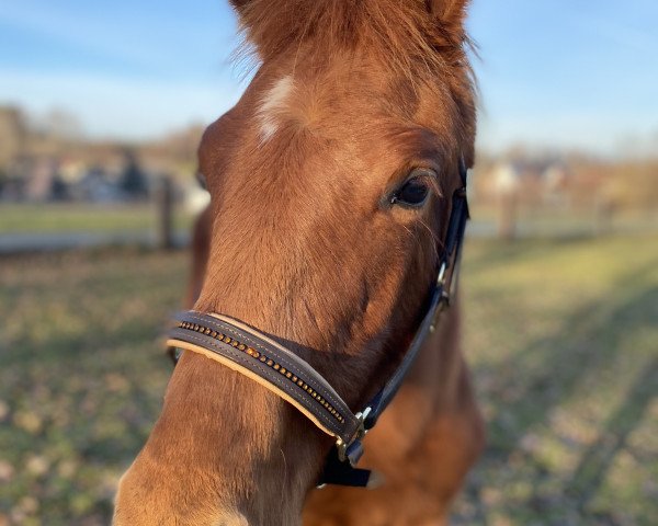 Dressurpferd Chirow (Trakehner, 2019, von Freiherr von Stein)