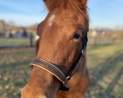 dressage horse Chirow (Trakehner, 2019, from Freiherr von Stein)