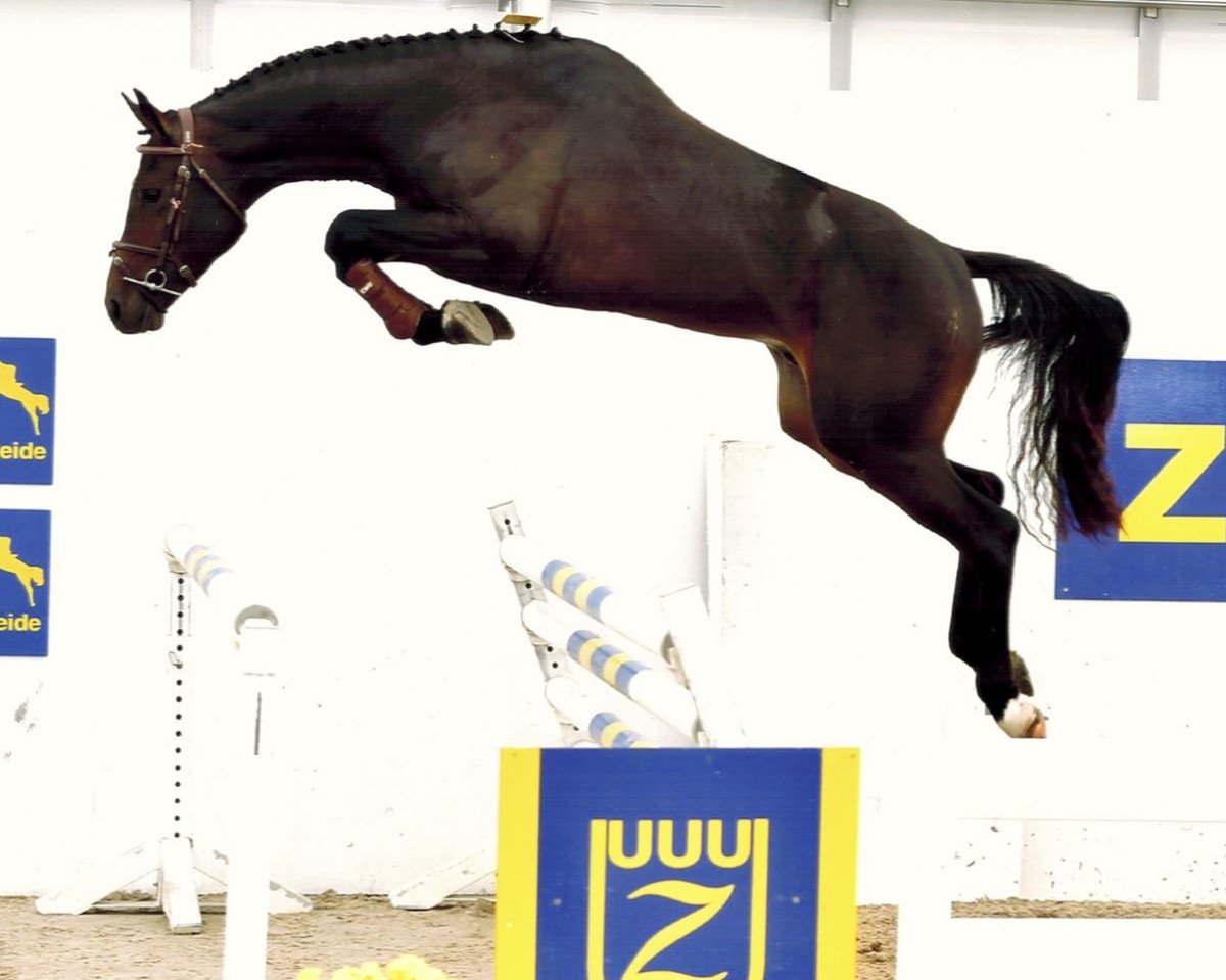 jumper Chili Pepper H M Z (Zangersheide riding horse, 2015, from Cornet Obolensky)