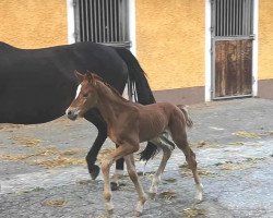 dressage horse Fürst Donnerwelt (Oldenburg, 2019, from Fürst Romancier)