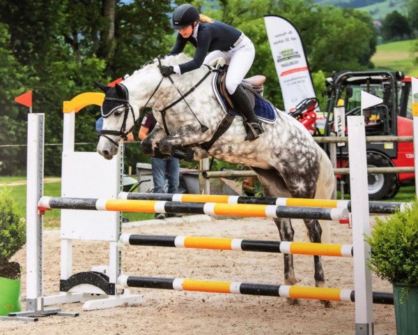 jumper Miss Arrabella (Connemara Pony, 2012, from Unbekannt PONY)