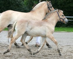 Pferd Hella (Fjordpferd, 2021, von Vacceur)