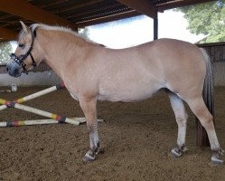 horse Evja (Fjord Horse, 2008, from Gnist de la Sauer)