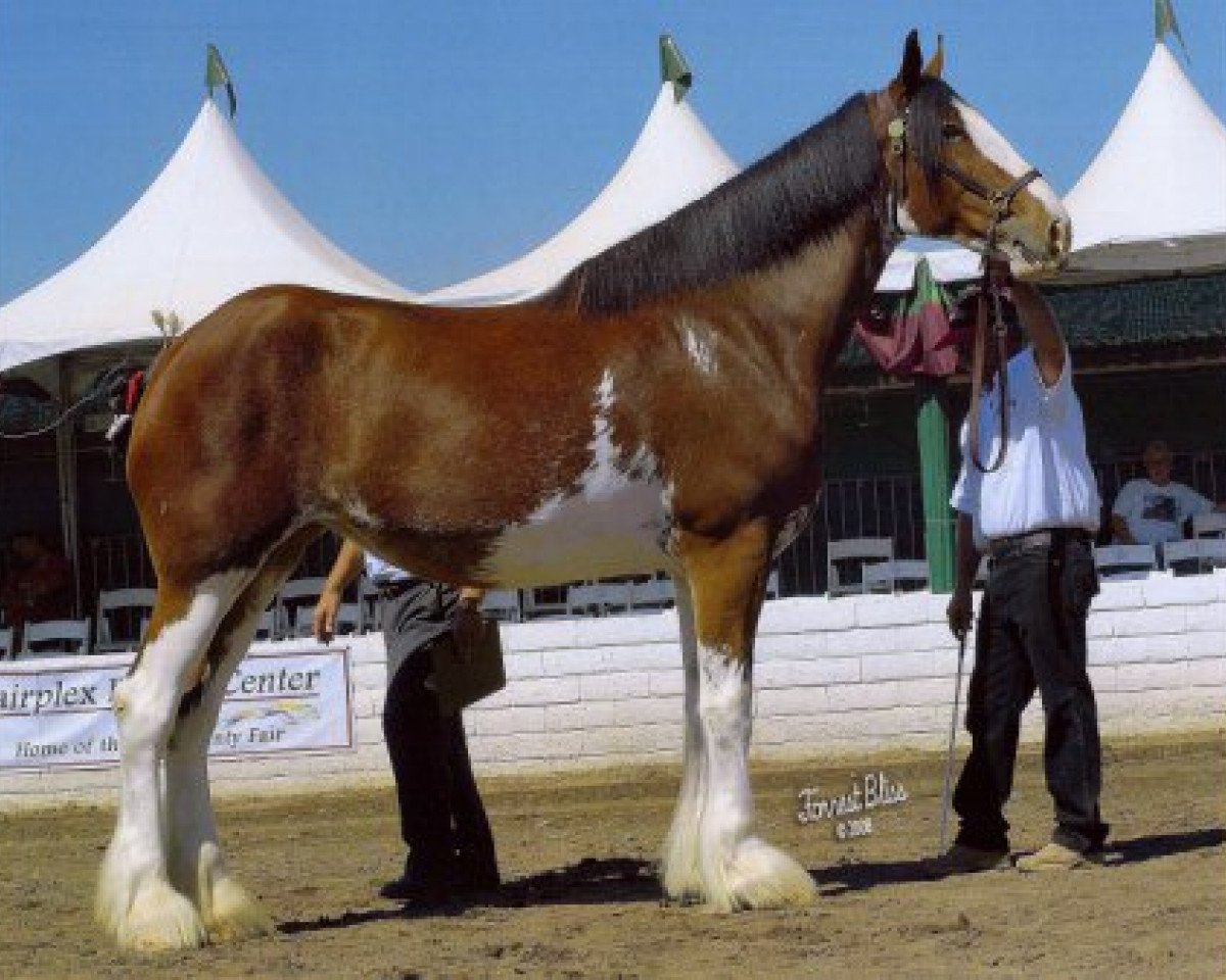 broodmare Cornerview's Patty (Clydesdale, 2004, from Solomon's Beaureguard)