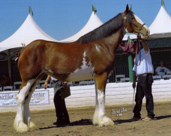 Zuchtstute Cornerview's Patty (Clydesdale, 2004, von Solomon's Beaureguard)