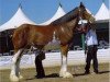 broodmare Cornerview's Patty (Clydesdale, 2004, from Solomon's Beaureguard)