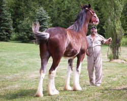 horse Corner View's Harley (Clydesdale, 2009, from Carson's Colonel J.R.)