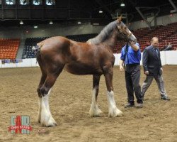 horse Copper Top's Cecelia (Clydesdale, 2014, from Alamar Wilson)