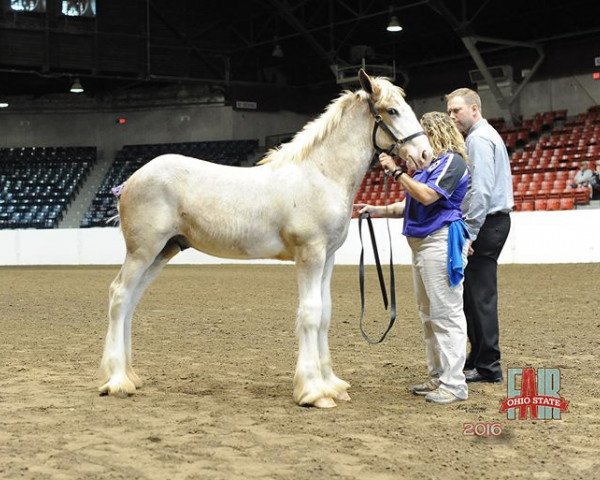 horse Coppertop's Kylo (Clydesdale, 2016, from Alamar Wilson)