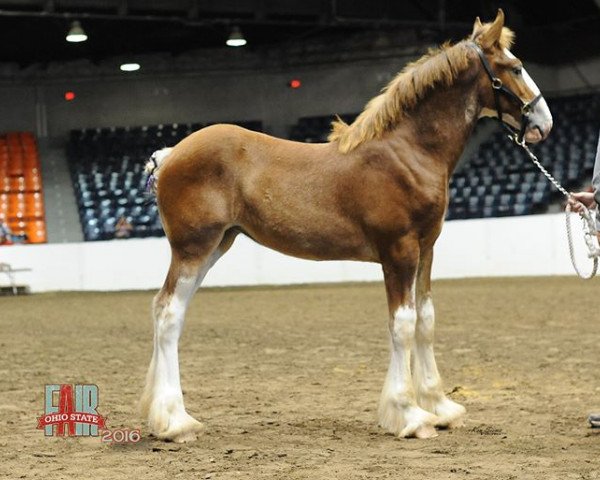 horse Coppertop's Leia (Clydesdale, 2016, from Alamar Wilson)