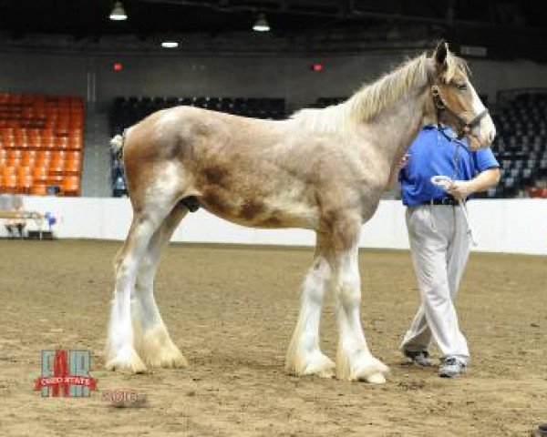 Pferd Coppertop's Skywalker (Clydesdale, 2016, von Alamar Wilson)