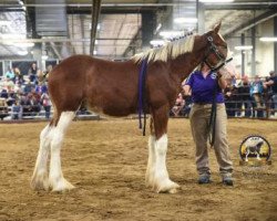 horse Coppertop's Lars (Clydesdale, 2018, from Alamar Wilson)