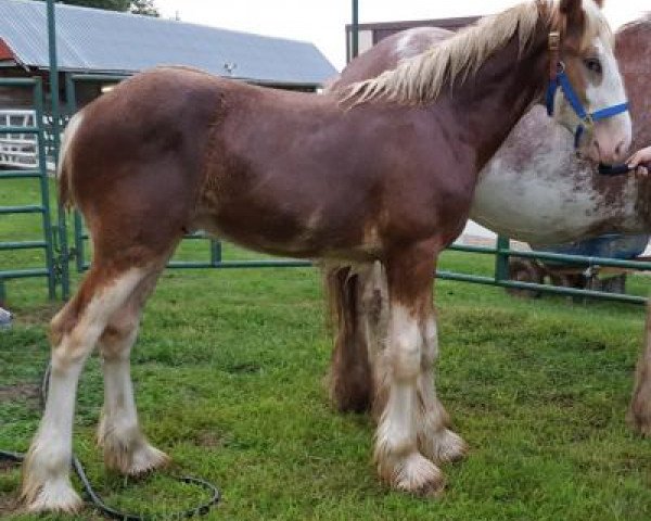 Pferd Coppertop's Frankie (Clydesdale, 2017, von Alamar Wilson)