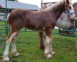 horse Coppertop's Frankie (Clydesdale, 2017, from Alamar Wilson)