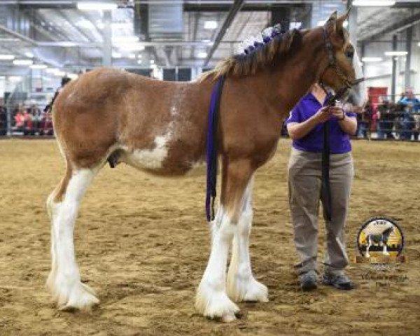 Pferd Coppertop's Dio (Clydesdale, 2018, von C3 Lucky's Ivan the Great)