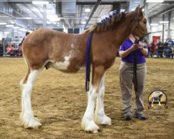 horse Coppertop's Dio (Clydesdale, 2018, from C3 Lucky's Ivan the Great)