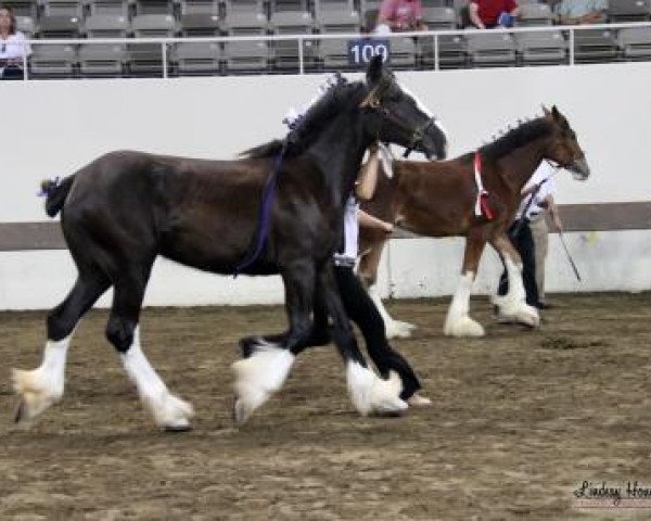 Pferd Coppertop's Caliope (Clydesdale, 2017, von C3 Lucky's Ivan the Great)