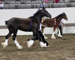 horse Coppertop's Caliope (Clydesdale, 2017, from C3 Lucky's Ivan the Great)