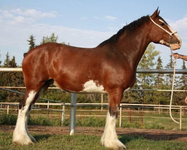 broodmare Ridgeview's Lady Grace (Clydesdale, 2004, from Greendykes Reflection)