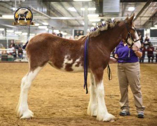 horse Coppertop's Adele (Clydesdale, 2018, from Alamar Wilson)