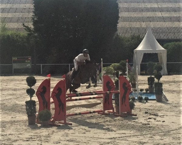 jumper Coulorful (Oldenburg show jumper, 2015, from Connor 48)