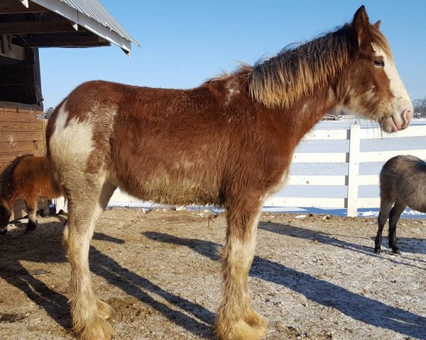 Pferd Coppertop's Amelia (Clydesdale, 2017, von C3 Lucky's Ivan the Great)