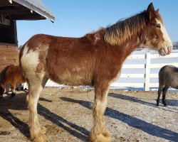 horse Coppertop's Amelia (Clydesdale, 2017, from C3 Lucky's Ivan the Great)