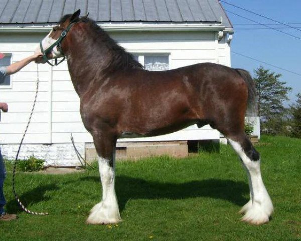 stallion Copper Hill's Sensational Lennox (Clydesdale, 2004, from Ellengowan Sensational Randy)