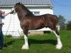 Deckhengst Copper Hill's Sensational Lennox (Clydesdale, 2004, von Ellengowan Sensational Randy)