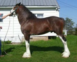 Deckhengst Copper Hill's Sensational Lennox (Clydesdale, 2004, von Ellengowan Sensational Randy)