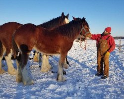 horse ADKS Maggie (Clydesdale, 2018, from ADKS Luthur)