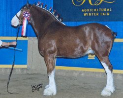 horse Cook's Squire of Camalot (Clydesdale, 2006, from Jonesway Country Squire)