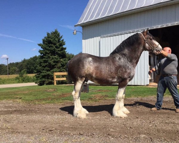 stallion Cook's Harley Rider (Clydesdale, 2007, from Jonesway Country Squire)