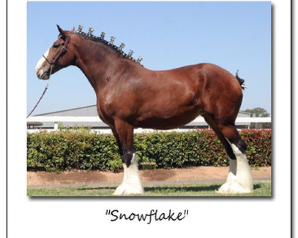 horse Cook's Derward's Snow Flake (Clydesdale, 2000, from Belleau Derward)